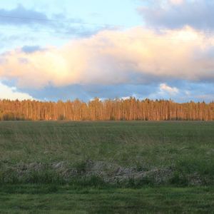 Harju mets