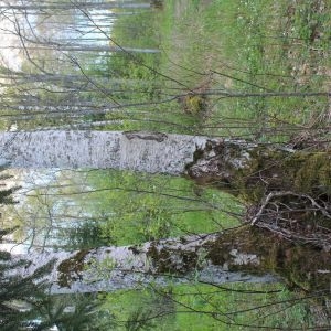 Harju metsa kased