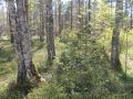 Malvaste kevadine mets